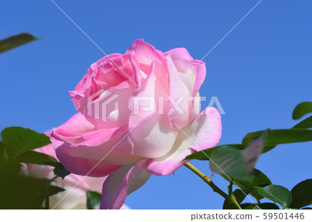 Rose (Princess de Monaco) 59501446