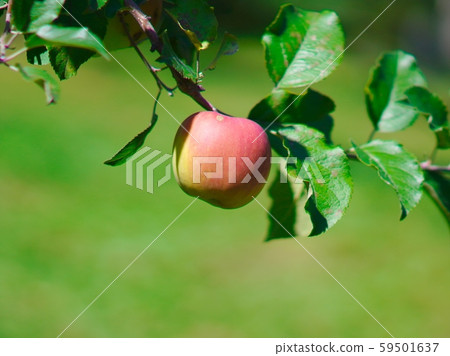 初秋的蘋果採摘 59501637