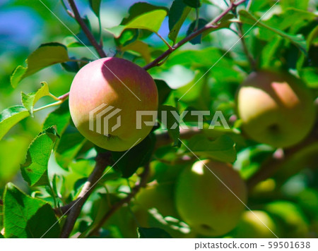 初秋的蘋果採摘 59501638