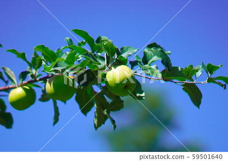 初秋的蘋果採摘 59501640