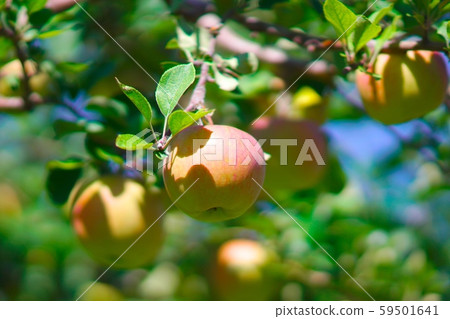 初秋的蘋果採摘 59501641