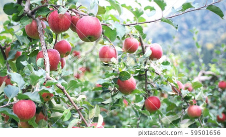 Early autumn apple picking Early autumn apple picking 59501656
