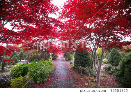 平岡樹藝術中心染成紅色 平岡樹藝術中心染成紅色 59501835