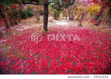 平岡樹藝術中心染成紅色 59501838