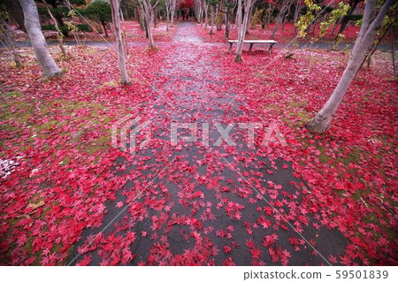 平岡樹藝術中心染成紅色 平岡樹藝術中心染成紅色 59501839
