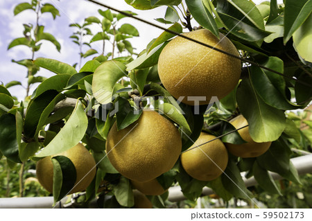 鳥取縣倉吉市新紀村,納希科坎,鳥取縣二十世紀梨紀念館 鳥取縣倉吉市新紀村,納希科坎,鳥取縣二十世紀梨紀念館 59502173