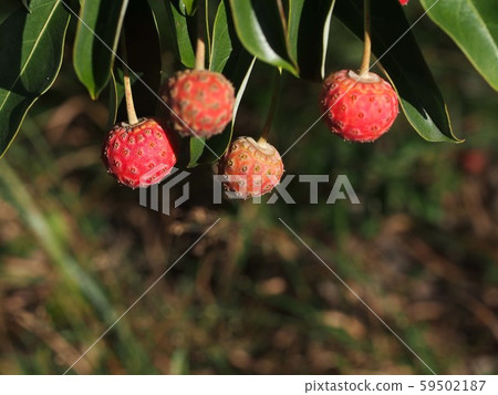 Fruit of Yamabote Fruit of Yamabote 59502187