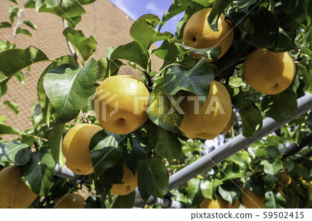 Tottori 20th Century Pear Memorial Hall, Nakkoko Pavilion, Emerging Pear (Kurayoshi City, Tottori Prefecture) 59502415