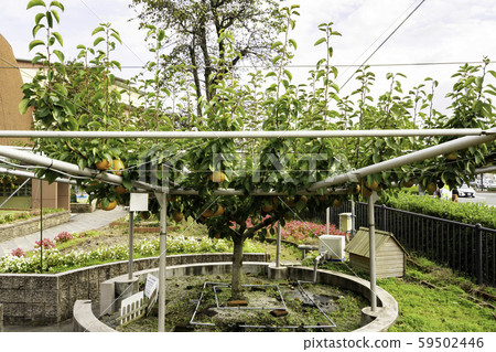 鳥取縣二十世紀梨紀念館,納古科館,四種樹種嫁接樹,新雪,大木,愛媛,萬三吉,倉吉,鳥取縣 鳥取縣二十世紀梨紀念館,納古科館,四種樹種嫁接樹,新雪,大木,愛媛,萬三吉,倉吉,鳥取縣 59502446