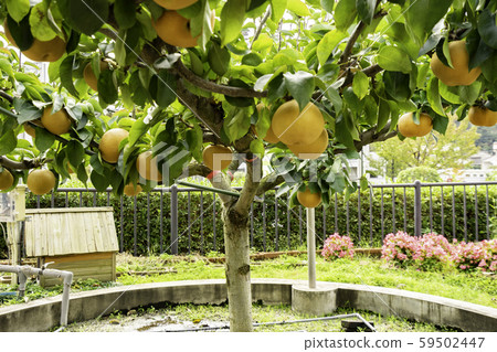 鳥取縣二十世紀梨紀念館,納古科館,四種樹種嫁接樹,新雪,大木,愛媛,萬三吉,倉吉,鳥取縣 鳥取縣二十世紀梨紀念館,納古科館,四種樹種嫁接樹,新雪,大木,愛媛,萬三吉,倉吉,鳥取縣 59502447