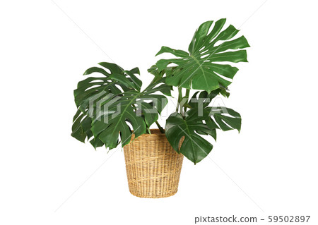 Home plant monstera in straw basket flowerpot isolated on white background. 59502897