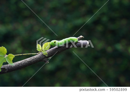 The big green caterpillar on a branch in the garden. The big green caterpillar on a branch in the garden. 59502899