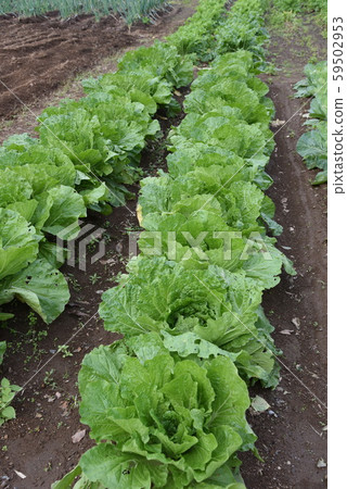 Chinese cabbage cultivation Chinese cabbage cultivation 59502953