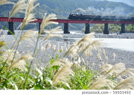大井川第一橋的SL火車 59503493