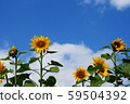 藍天和向日葵 藍天和向日葵 59504392