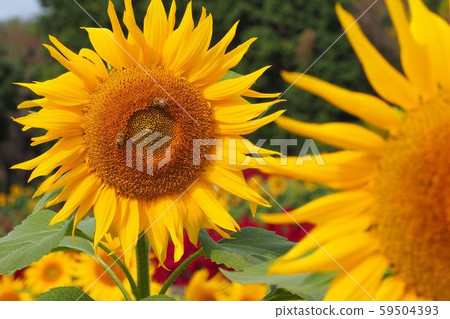 那一個？ 59504393