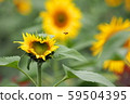心向日葵 心向日葵 59504395