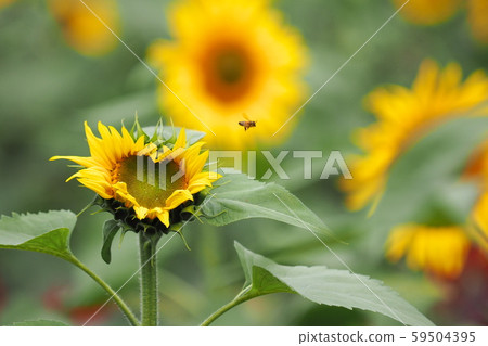 Heart sunflower 59504395