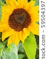 心向日葵 心向日葵 59504397