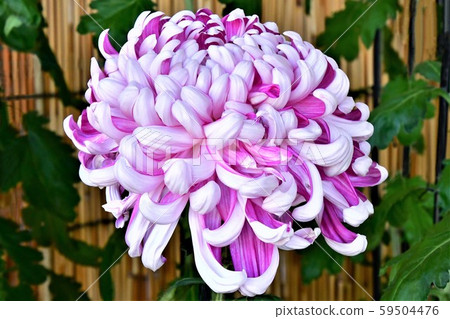 菊花 59504476