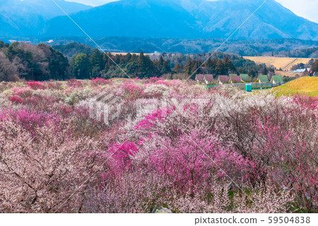 Inabe City Bairin Park Inabe City Bairin Park 59504838
