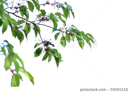 Green leaves and pokeweed 59505318