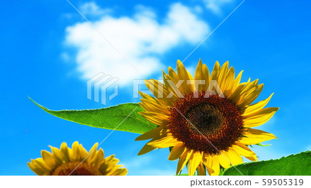 Sunflower of Honda forest flower field of Niiza city general movement park Sunflower of Honda forest flower field of Niiza city general movement park 59505319