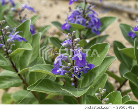 Close up of Vitex trifolia plant on the beach. Close up of Vitex trifolia plant on the beach. 59505492