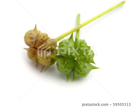 The fresh seeds of devil's thorn. 59505513