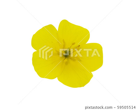 The yellow flower of devil's thorn. 59505514