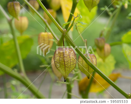 Close up of Hogweed, Ground Cherry on tree Close up of Hogweed, Ground Cherry on tree 59505533