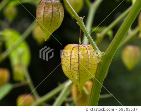 Close up of Hogweed, Ground Cherry on tree 59505537