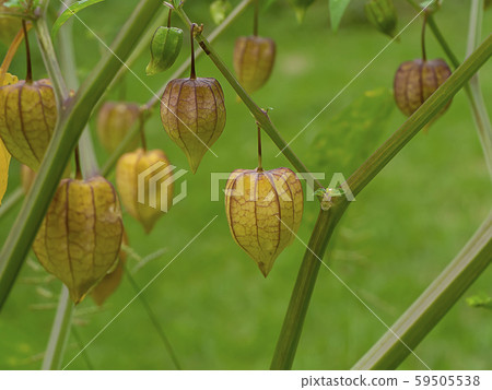 Close up of Hogweed, Ground Cherry on tree 59505538