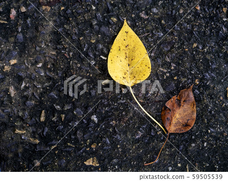 Close up Bodhi Tree leaves fall on the ground. Close up Bodhi Tree leaves fall on the ground. 59505539