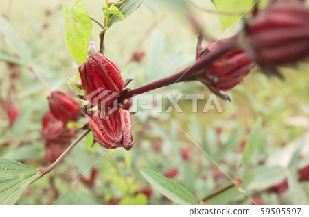 red roselle flowers 59505597