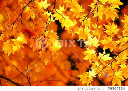 Autumn leaves of Kakunodate Sonaigawa riverbed and Kakunodate samurai residence Autumn leaves of Kakunodate Sonaigawa riverbed and Kakunodate samurai residence 59506184