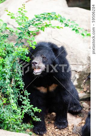Asian great black bear. Danger, mammal. Asian great black bear. Danger, mammal. 59506284