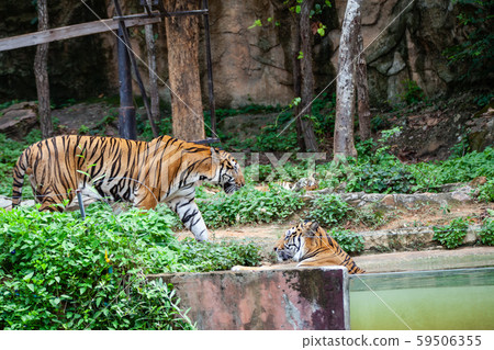 The tiger in the zoo looks at the electric wire, The tiger in the zoo looks at the electric wire, 59506355