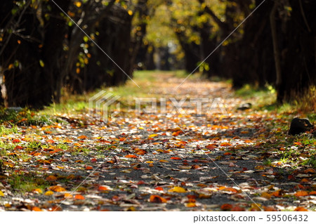 Autumn Kakunodate Sonaigawa Tsutsumi 59506432
