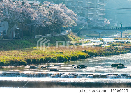 Misasa Onsen Spring Sakura 59506905