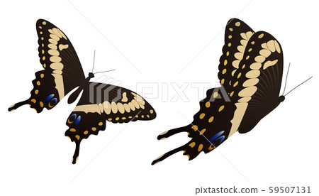 The black swallowtail butterfly vector illustration 59507131