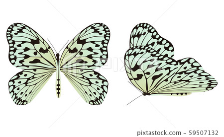 The rice paper butterfly or large tree nymph vector illustration 59507132