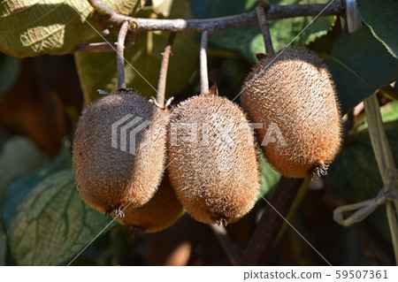 Kiwi fruit Kiwi fruit 59507361