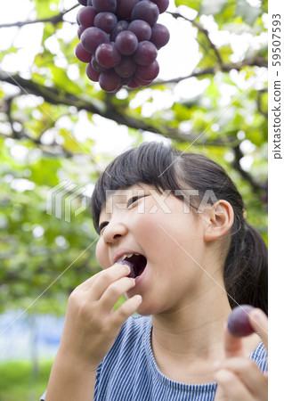 在採摘葡萄的女孩吃葡萄 59507593