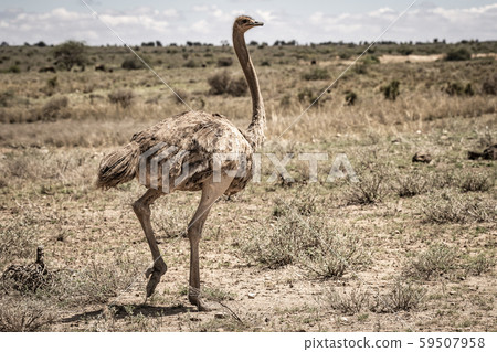 Ostrich's female Ostrich's female 59507958