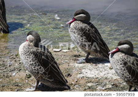 Red-faced red eagle Red-faced red eagle 59507959