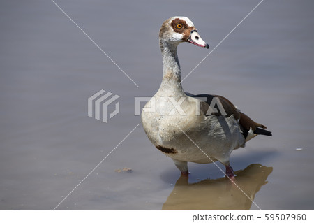 Egyptian cancer 59507960