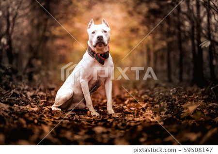 American pitbull terrier American pitbull terrier 59508147