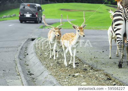 非洲野生動物園 59508227