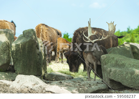 非洲野生動物園 59508237